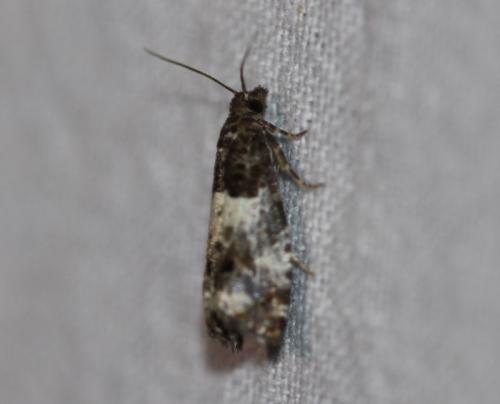 Réf. 345 836 : Notocelia sp.